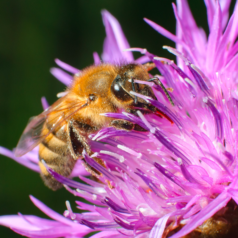 abeille