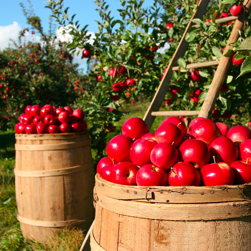 pomme